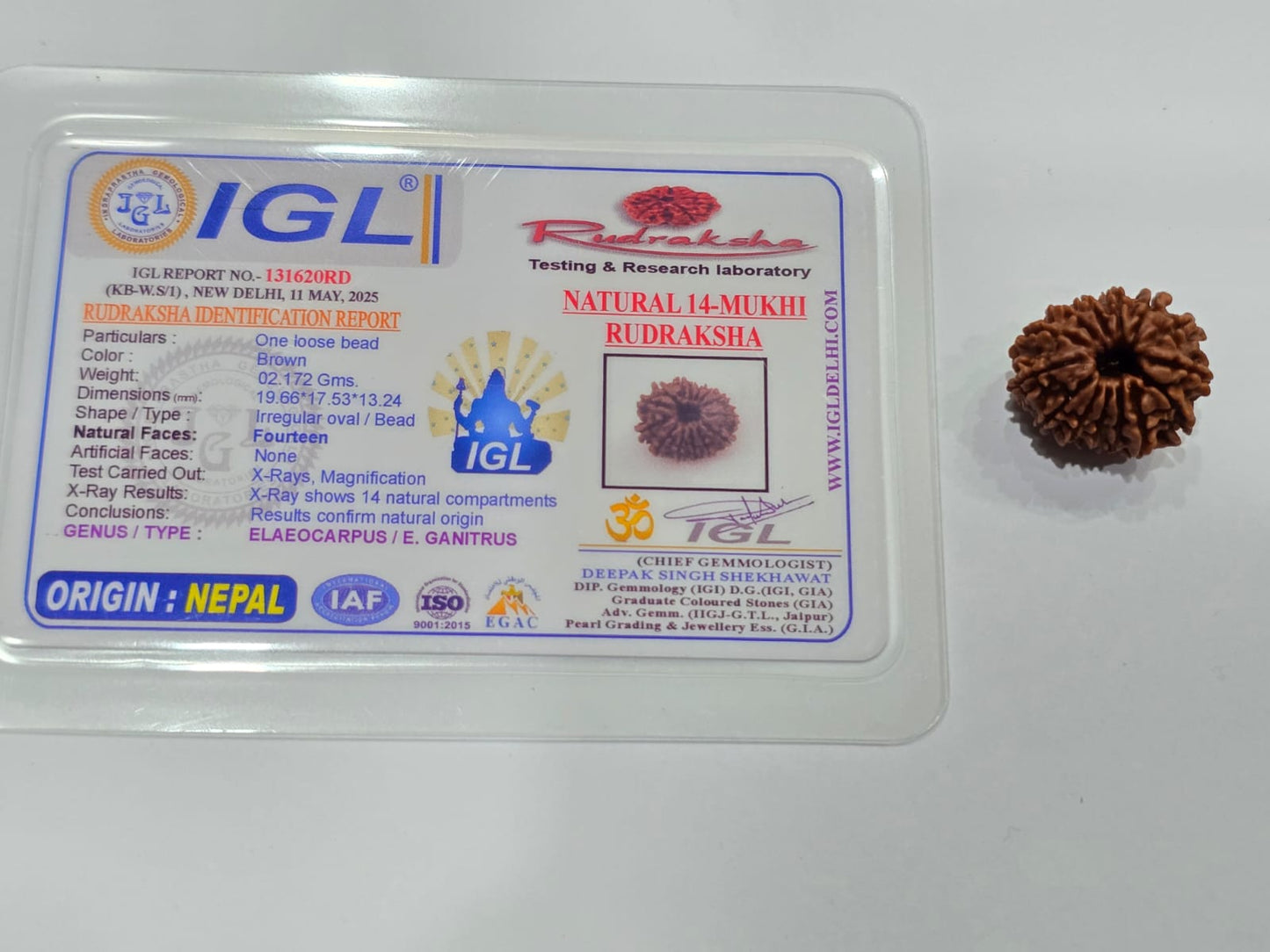 14 Mukhi Rudraksha (Nepali)