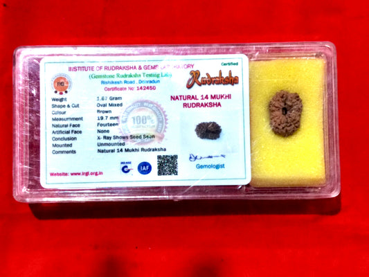 Natural 14 Mukhi Rudraksha (Indonesian)
