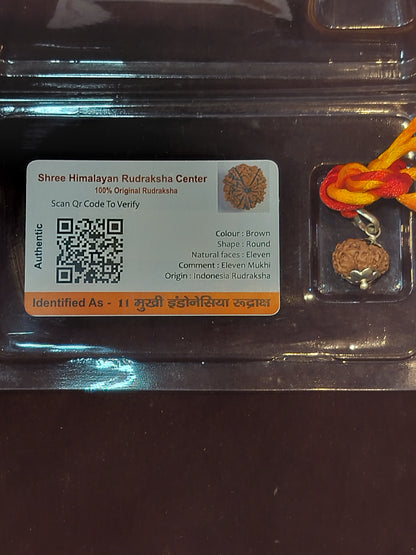 Natural 11 Mukhi Rudraksha (Indonesian)