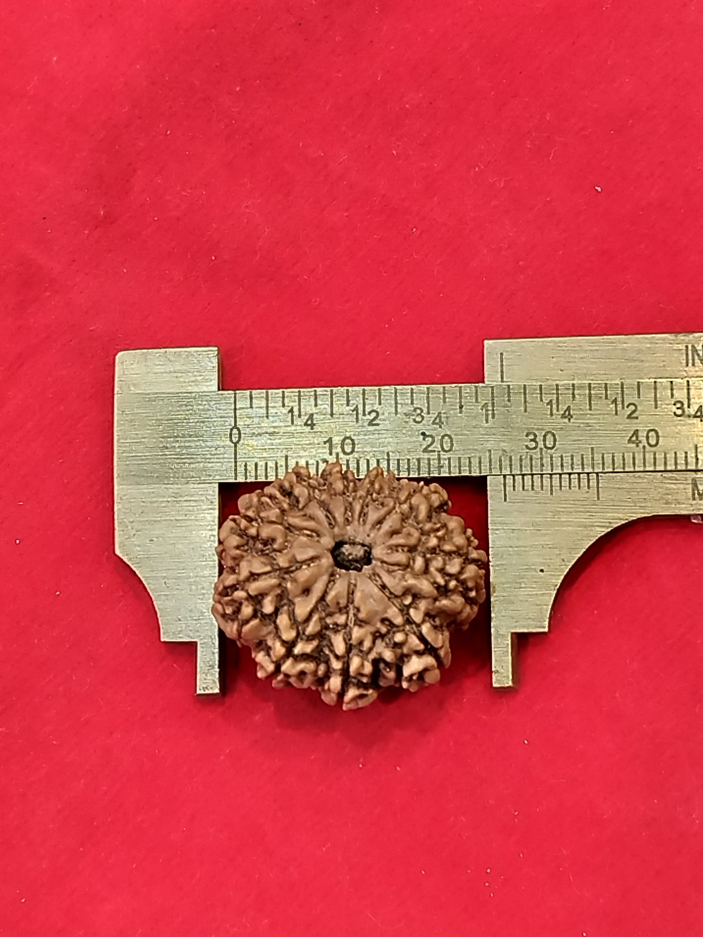 Natural 10 Mukhi Rudraksha