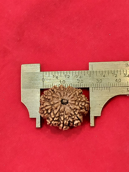 Natural 10 Mukhi Rudraksha