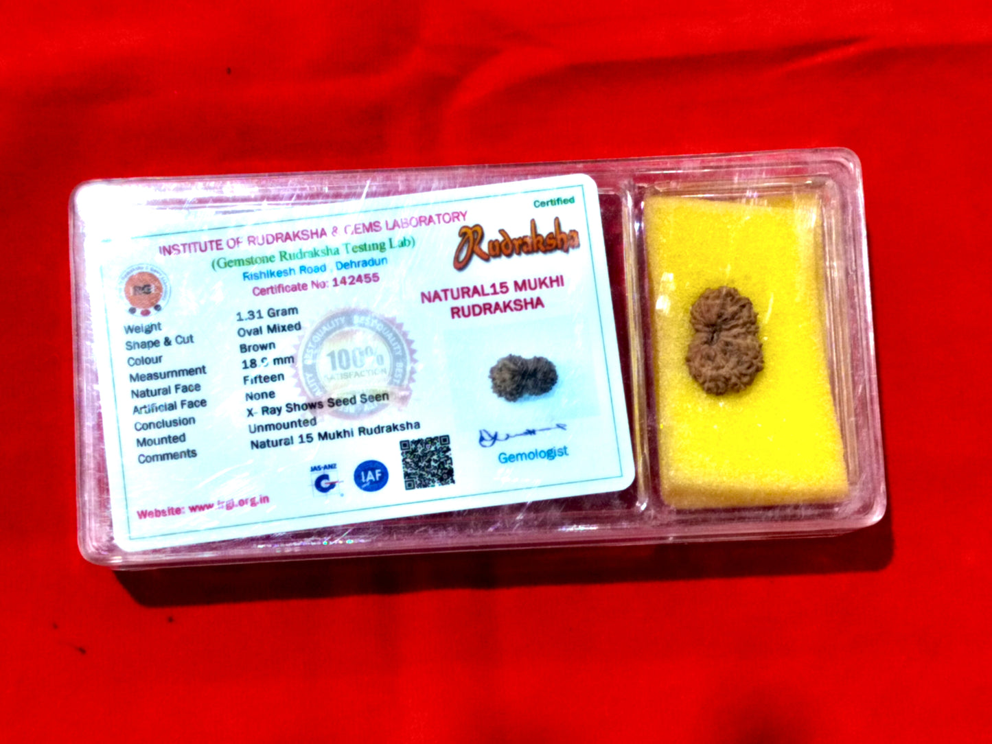 Natural 15 Mukhi Rudraksha (Indonesian)