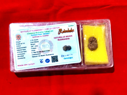 Natural 15 Mukhi Rudraksha (Indonesian)