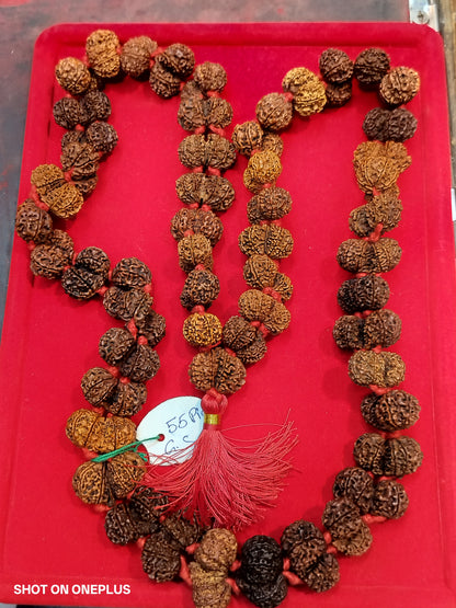 Nepali Gauri Shankar Rudraksha Sidhi mala
