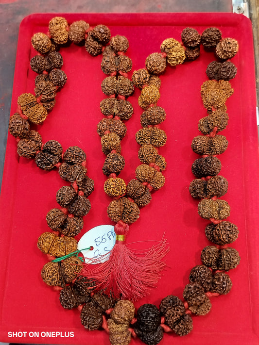 Nepali Gauri Shankar Rudraksha Sidhi mala