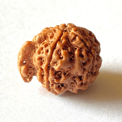Ganesh Mukhi Rudraksha