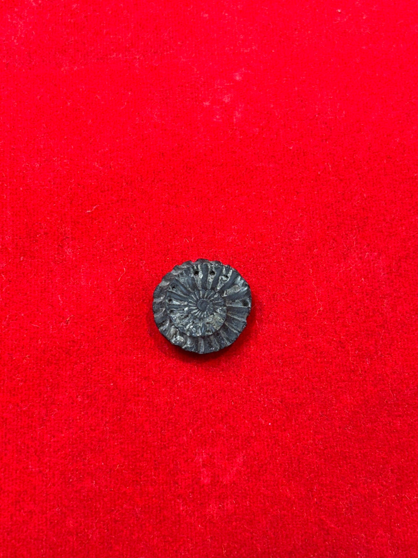 Sudarshan chakra shaligram jii