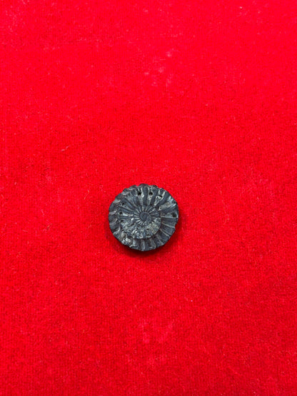 Sudarshan chakra shaligram jii