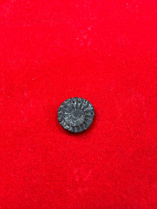 Sudarshan chakra shaligram jii