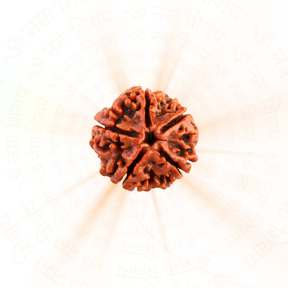 5 Mukhi Rudraksha Nepali