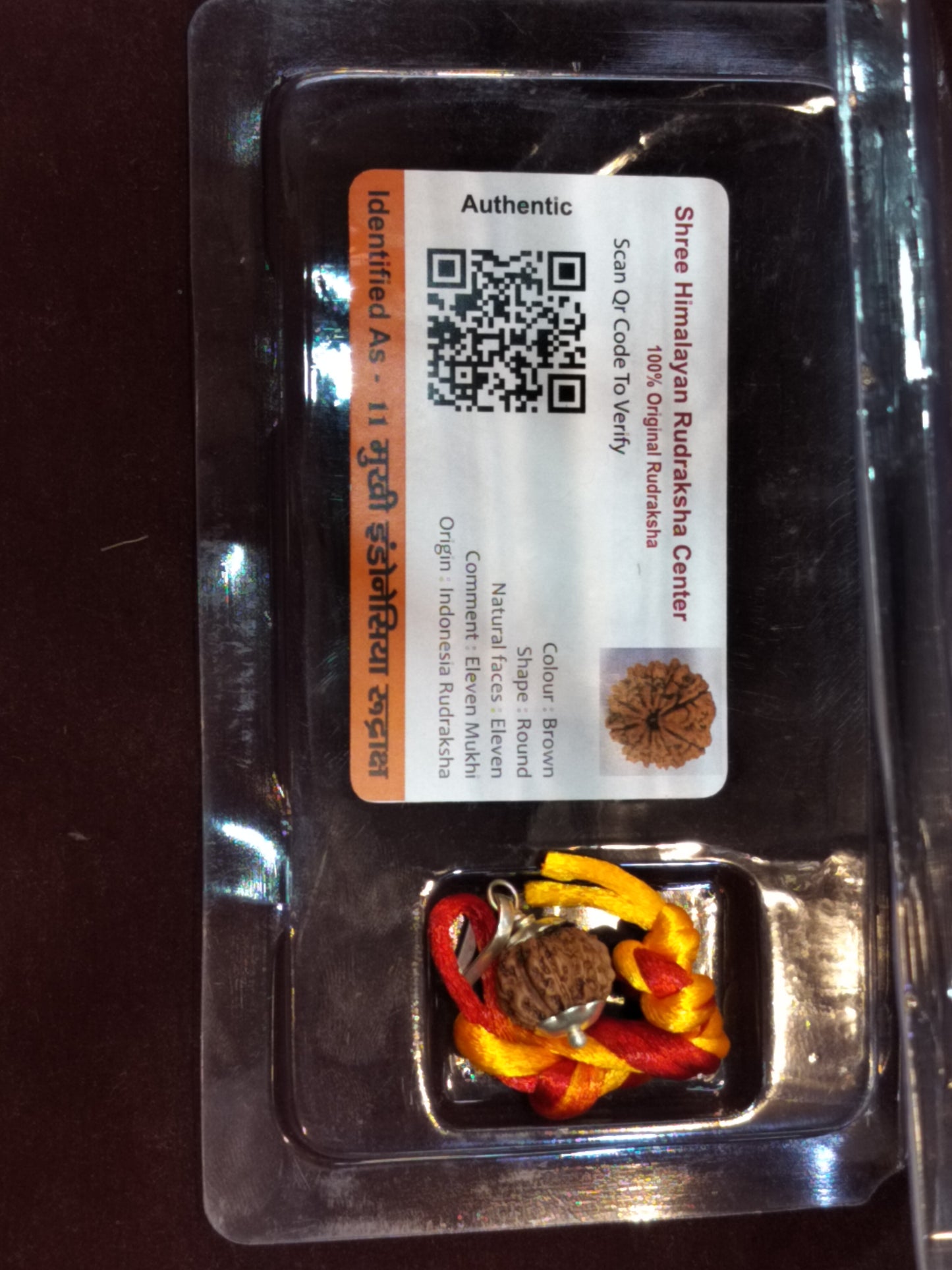 Natural 11 Mukhi Rudraksha (Indonesian)