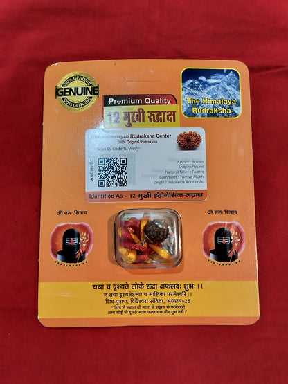 Natural 12 Mukhi Rudraksha (Indonesian)